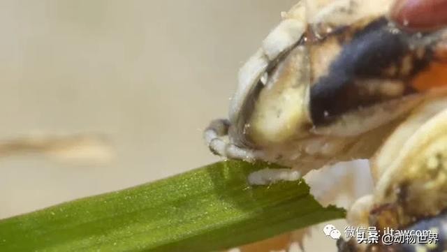 世界上最罕见的蝗虫（全解-横扫非洲）(20)