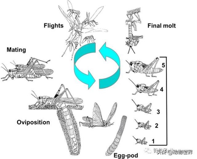世界上最罕见的蝗虫（全解-横扫非洲）(8)