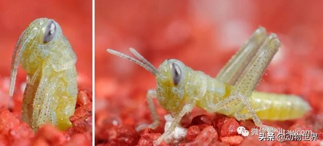 世界上最罕见的蝗虫（全解-横扫非洲）(6)