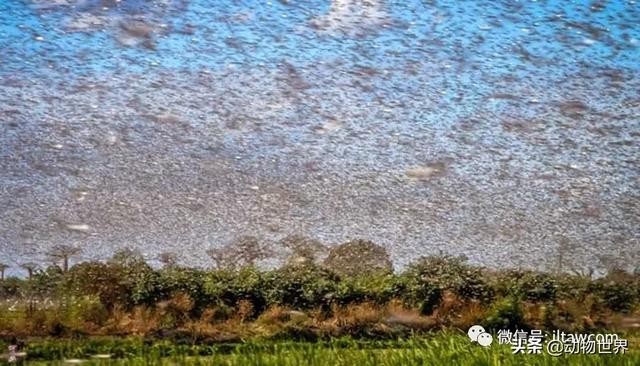 世界上最罕见的蝗虫（全解-横扫非洲）(19)