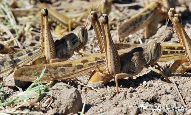 世界上最罕见的蝗虫（全解-横扫非洲）(30)