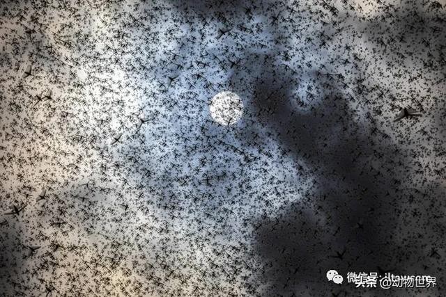 世界上最罕见的蝗虫（全解-横扫非洲）(16)