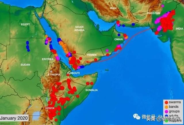 世界上最罕见的蝗虫（全解-横扫非洲）(27)