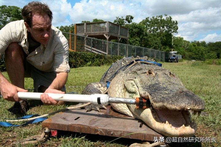 最厉害的动物（知识科普战斗力最厉害的10大动物）