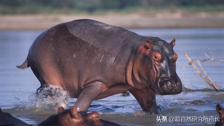 最厉害的动物（知识科普战斗力最厉害的10大动物）