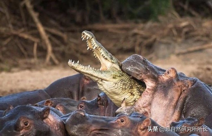 最厉害的动物（知识科普战斗力最厉害的10大动物）