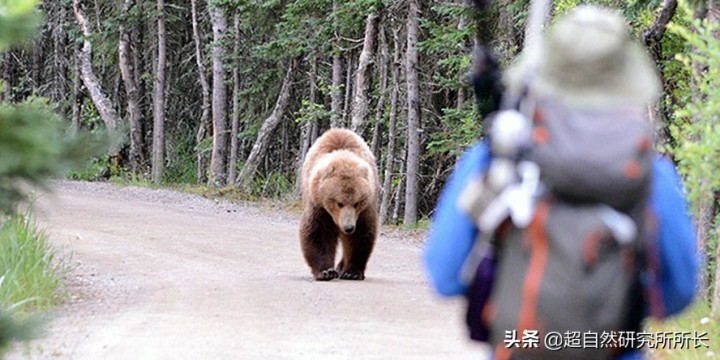 最厉害的动物（知识科普战斗力最厉害的10大动物）
