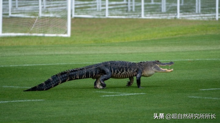 最厉害的动物（知识科普战斗力最厉害的10大动物）