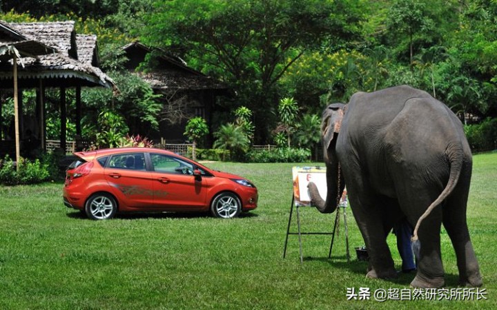 最厉害的动物（知识科普战斗力最厉害的10大动物）