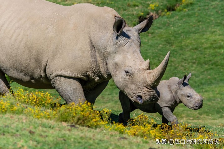最厉害的动物（知识科普战斗力最厉害的10大动物）