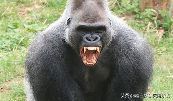 最厉害的动物（知识科普战斗力最厉害的10大动物）