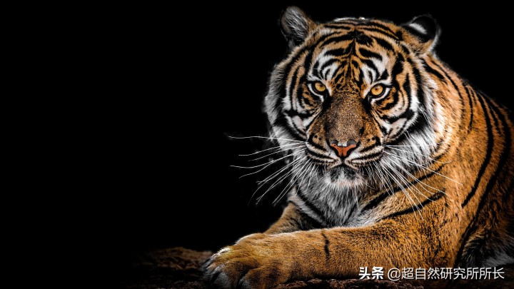 最厉害的动物（知识科普战斗力最厉害的10大动物）