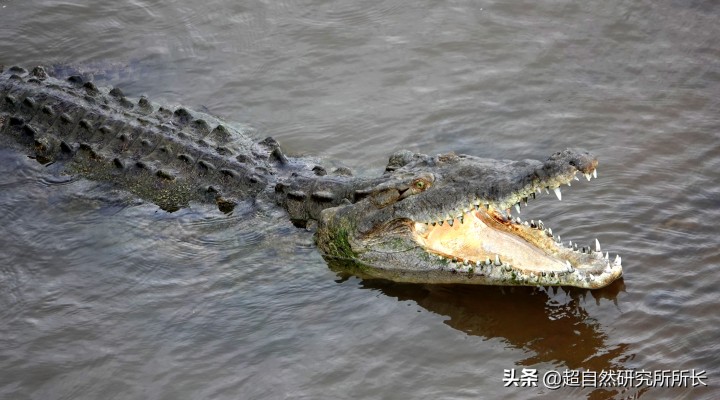 最厉害的动物（知识科普战斗力最厉害的10大动物）
