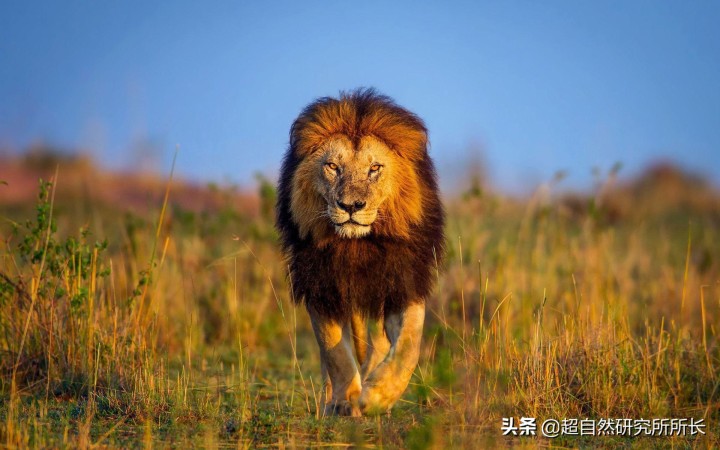 最厉害的动物（知识科普战斗力最厉害的10大动物）