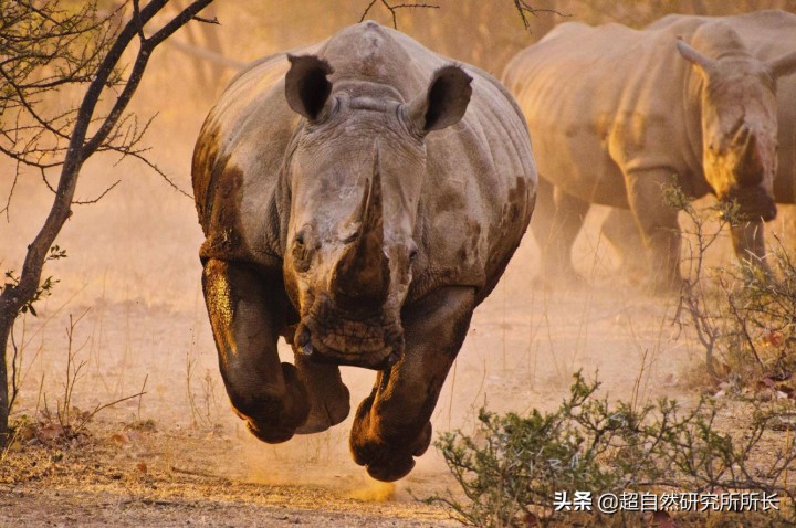 最厉害的动物（知识科普战斗力最厉害的10大动物）