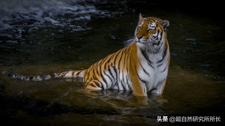 最厉害的动物（知识科普战斗力最厉害的10大动物）