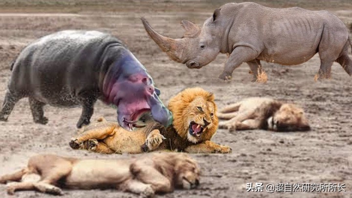 最厉害的动物（知识科普战斗力最厉害的10大动物）