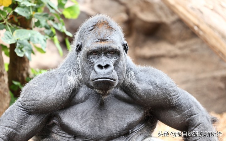 最厉害的动物（知识科普战斗力最厉害的10大动物）