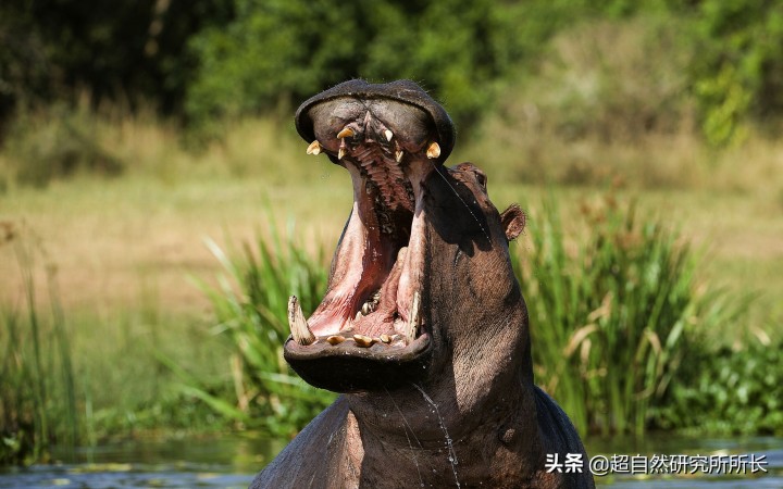 最厉害的动物（知识科普战斗力最厉害的10大动物）