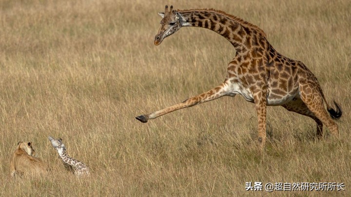 最厉害的动物（知识科普战斗力最厉害的10大动物）