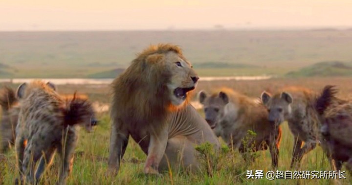 最厉害的动物（知识科普战斗力最厉害的10大动物）