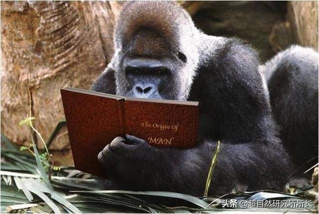 最厉害的动物（知识科普战斗力最厉害的10大动物）