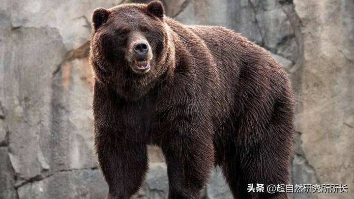 最厉害的动物（知识科普战斗力最厉害的10大动物）