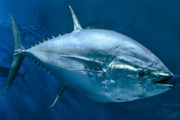 世界上最罕见的海洋动物排名 十大最漂亮奇异的海洋生物排行