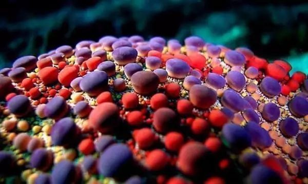 世界上最罕见的海洋动物排名 十大最漂亮奇异的海洋生物排行