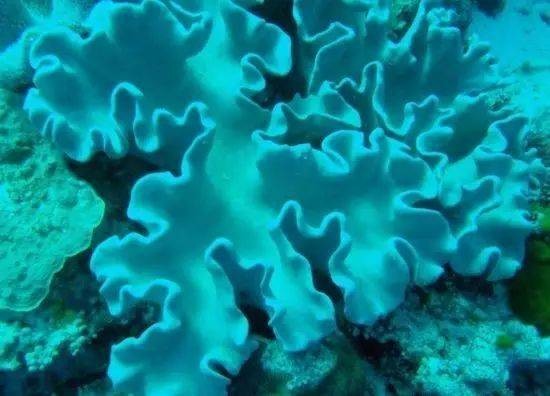 世界上最罕见的海洋动物排名 十大最漂亮奇异的海洋生物排行