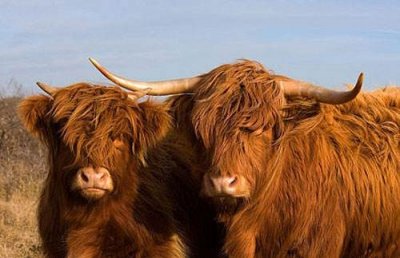 ​世界上最罕见的动物（全球最稀有的11种奇葩动物）