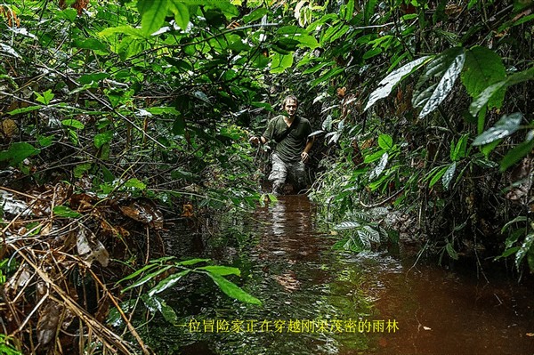 世界上最危险的森林(世界上最危险的十大森林)