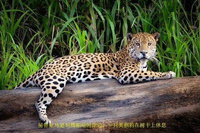 ​世界上最危险的森林(世界上最危险的十大森林)