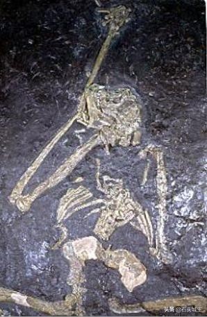 世界上真的有水猴子这种动物吗（水猴这种神秘且诡异的不明生物）(5)