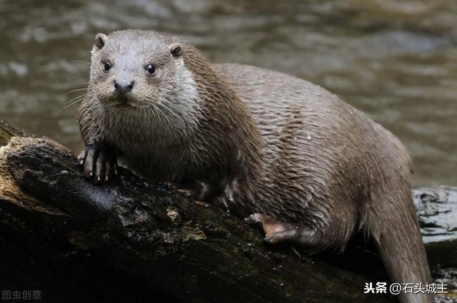 世界上真的有水猴子这种动物吗（水猴这种神秘且诡异的不明生物）(6)