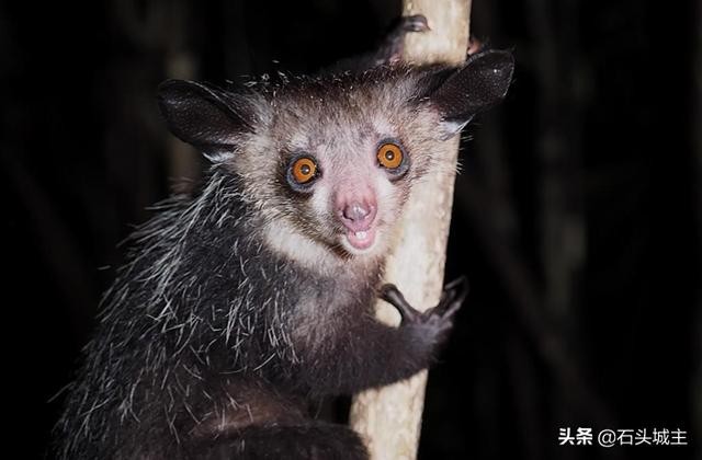 世界上真的有水猴子这种动物吗（水猴这种神秘且诡异的不明生物）(4)