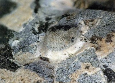 ​4.29亿年前三叶虫Aulacopleura koninckii与现代蜜蜂的复眼一模一样