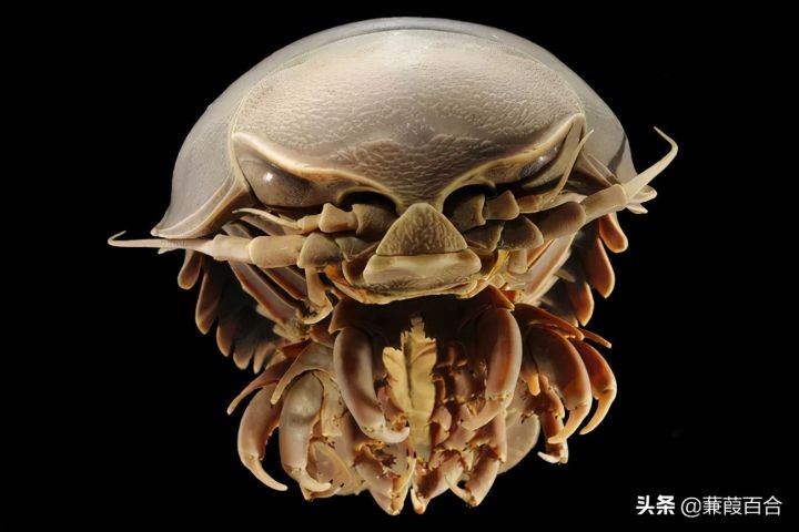 地球上最可怕的生物（世界上最可怕的动物讲解）