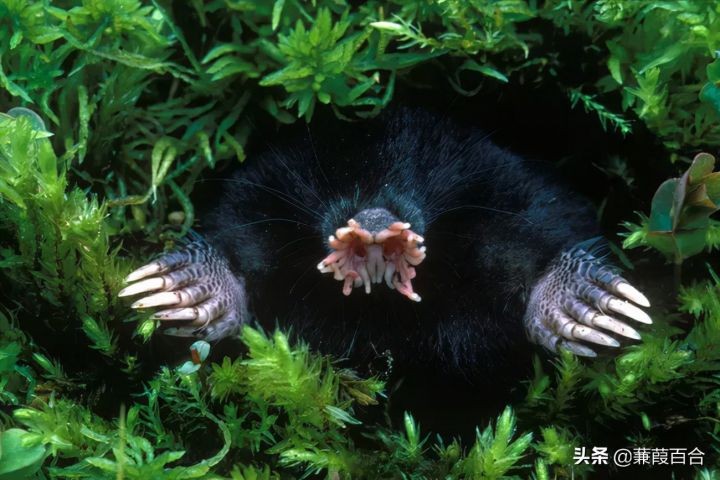 地球上最可怕的生物（世界上最可怕的动物讲解）