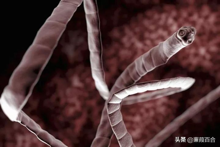 地球上最可怕的生物（世界上最可怕的动物讲解）