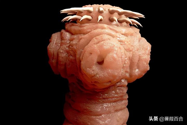 地球上最可怕的生物（世界上最可怕的动物讲解）