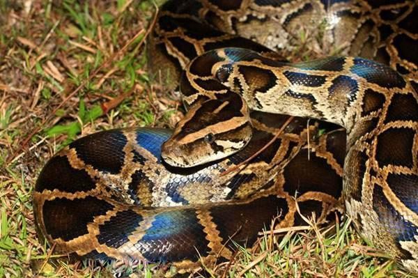 动物世界:盘点世界最大的十种蟒蛇