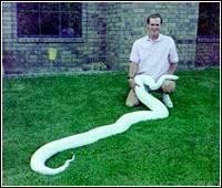 动物世界:盘点世界最大的十种蟒蛇