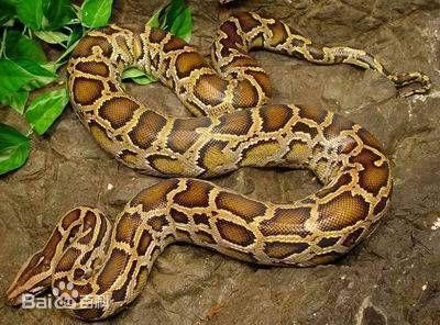 动物世界:盘点世界最大的十种蟒蛇