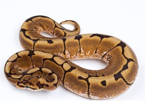 动物世界:盘点世界最大的十种蟒蛇