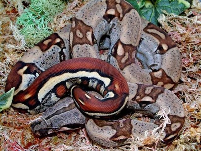 动物世界:盘点世界最大的十种蟒蛇