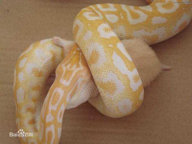 动物世界:盘点世界最大的十种蟒蛇