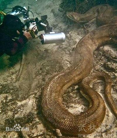 动物世界:盘点世界最大的十种蟒蛇