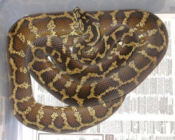 动物世界:盘点世界最大的十种蟒蛇