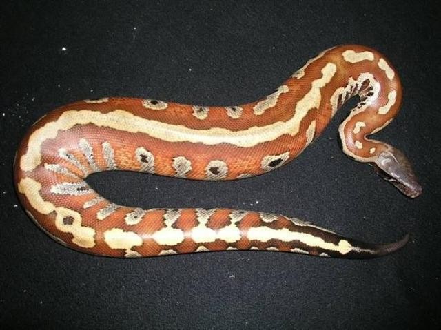 动物世界:盘点世界最大的十种蟒蛇